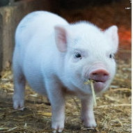 PIG